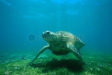 Nogonja Knoten einheimische Schildkröte