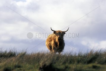 Highland cow in a meadow Mull island Scotland