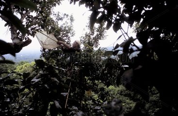 Insects sampling on canopy Panama