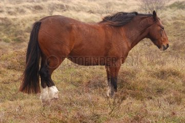 Niederlande Groninge Horse