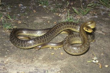 Aesculapean Snake am Boden Europa