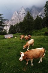 Troupeau de vaches broutant dans le PN de Triglav Slovénie