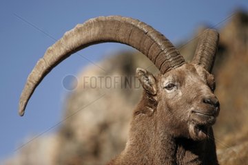 Male Ibex