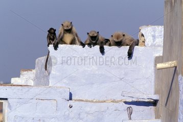 Family of Hanumans langur watching from a wall India