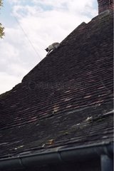 Cat going down on a roof