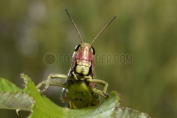 Large marsh grasshopper on a leaf Bourgogne France