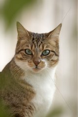 Porträt von Katze Frankreich