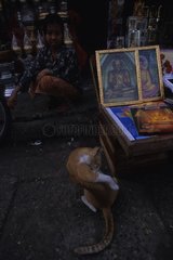 Rinnenkatze  die sich vor der Burma -Ikone pflegt