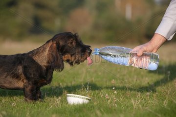 Master giving water at his Wire-haired Dachshund puppy