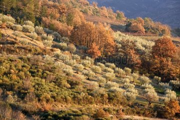 Sessile landscape of Olive grove & Oaks in autumn [AT]