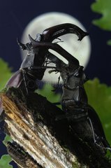Fighting between two Stag beetles in the moonlight