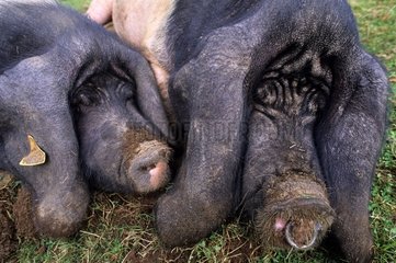 Portrait of Pigs Basque Aldudes France