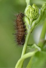 Portrait of an Arctiidae caterpillar on tender foliage