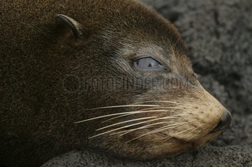 Porträt von Galapagos Fur Otarius Galapagos Galapagos