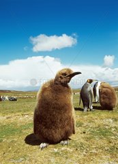 Chicks of king penguins Falklands