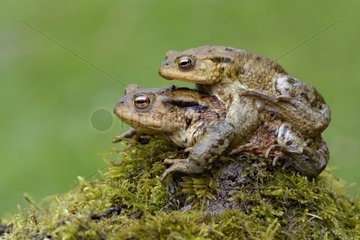 Common toads mating on moss - France