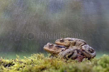 Common toads mating in the rain - France