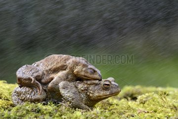 Common toads mating in the rain - France