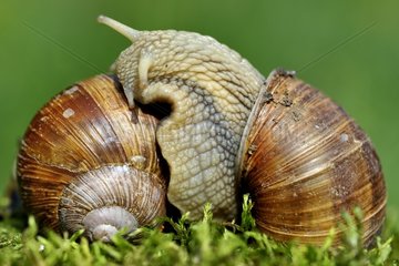 Burgundy Snails mating - France