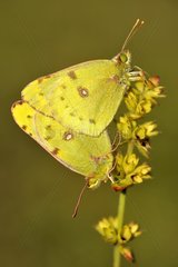 Berger's clouded Yellow mating on flowers - Lorraine France
