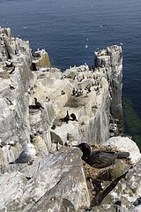 European Shags nesting on cliff - Farne Islands England UK