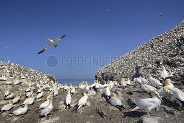 Northern Gannets colony - Bass Rock Scotland UK