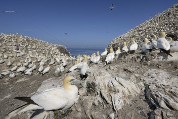 Northern Gannets colony - Bass Rock Scotland UK