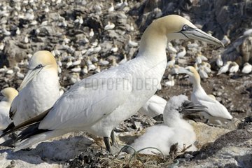 Northern Gannet and young at nest - Bass Rock Scotland UK