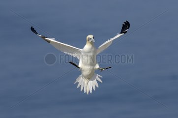 Northern Gannet landing in colony - Bass Rock Scotland UK