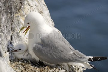 Kittiwake and young in the nest - Farne Islands England