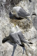 Kittiwakes nesting on cliff - Farne Islands England UK