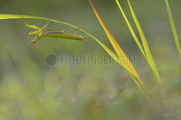 Male Praying Mantis on the lookout on grass - France