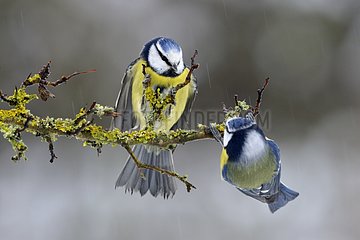 Blue tits on a branch in winter - Lorraine France