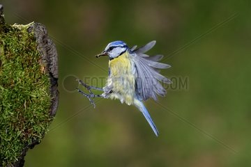 Blue Tit in flight on arrival at the nest with prey - France