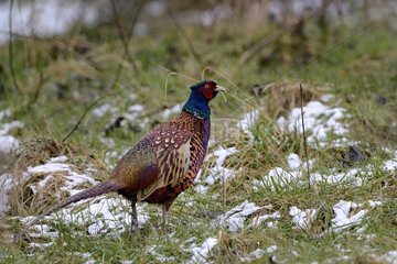 Ring-necked Pheasant male on ground in winter - France