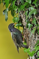 Common Starling feeding in the nest - Lorraine France