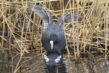 Eurasian Coots mating - Lorraine France