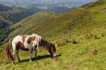 Pottok grazing - Mountain of the Basque Country France