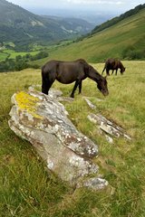Pottoks grazing - Mountain of the Basque Country France