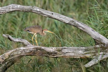 Young Purple Heron on a dead tree - Brenne France