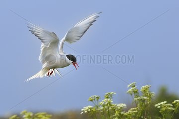 Arctic tern in flight back to the nest - Farne Islands UK