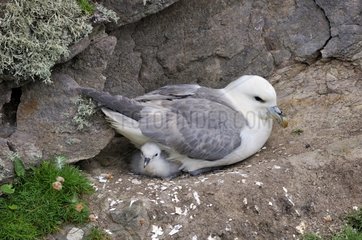 Northern Fulmar brooding her young in the nest - Handa Island Scotland