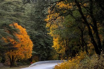 Road in a forest of the Mont Ventoux in autumn France