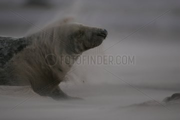 Graue Robbe ruht auf dem Sand Island