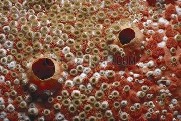 Sponge encrusted by colony of Bleeding Teeth Bryozoan