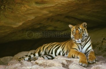 Jeune Tigre du Bengale femelle couché PN Bandhavgarh Inde