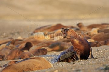 Colony Sea Lion Southern Patagonia Argentina