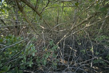 Mangrove von Pacific Coast Panama