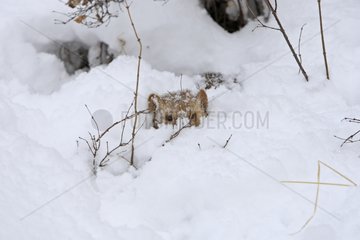 American marten hidden in the snow Montana USA