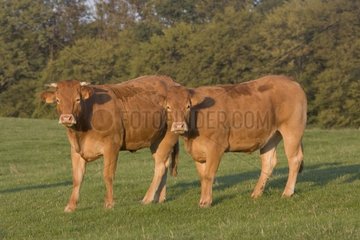 Limousin -Färsen auf der Wiese